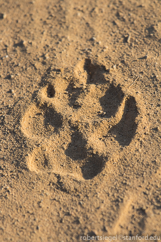 canine print